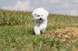 BICHON FRISE 131